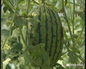 台州吃瓜最新爆料平台