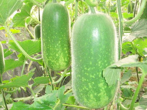 吃瓜爆料画画图片高清,高清图片揭秘娱乐圈幕后故事